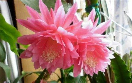 令箭荷花