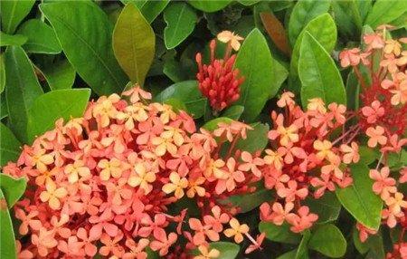 龙船花