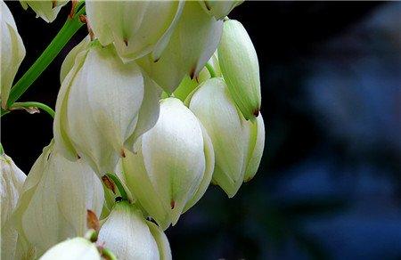 丝兰的花语 丝兰的花语