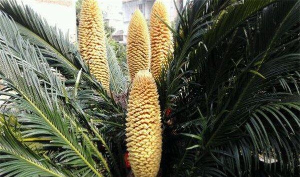 苏铁的花语和传说