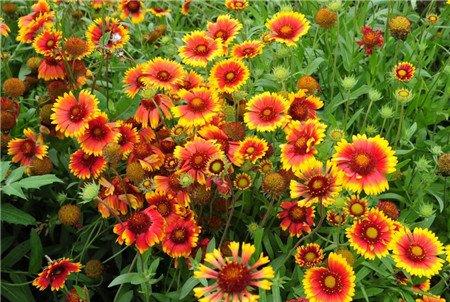 天人菊开花 天人菊开花