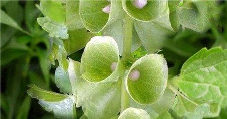 贝壳花多久开花 贝壳花多久开花