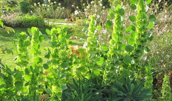贝壳花花期