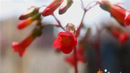 宫灯长寿