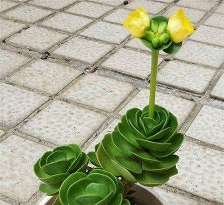 金钱木开花会死吗 金钱木开花会死吗
