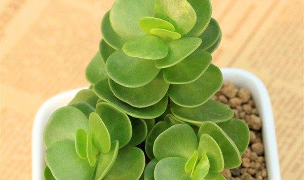 金钱木开花吗
