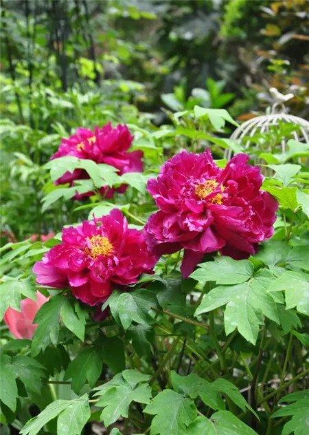 牡丹花