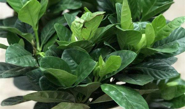 木本植物如何养根——以栀子花为例
