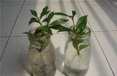 栀子 栀子