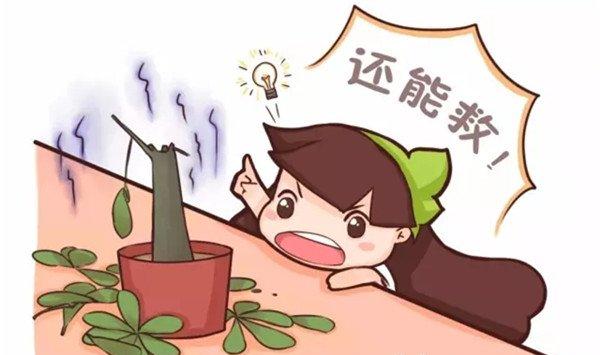 家里的花莫名萎蔫？不怕！１招教你解决