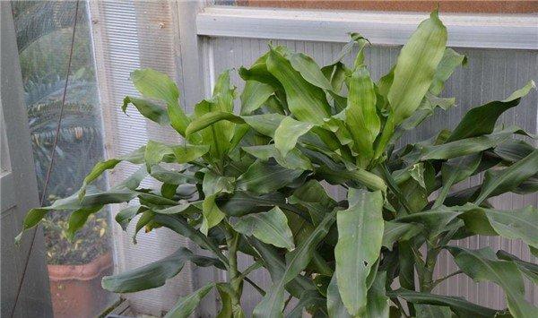 螺纹铁什么时候开花