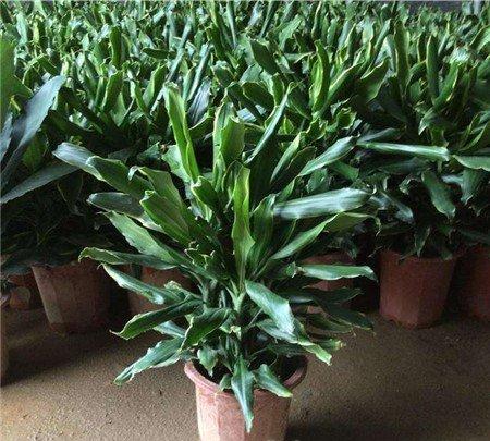 螺纹铁什么时候开花