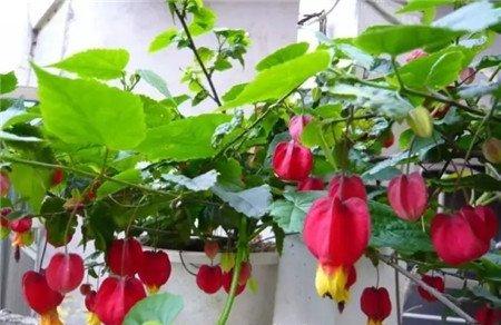 蔓性风铃花 蔓性风铃花