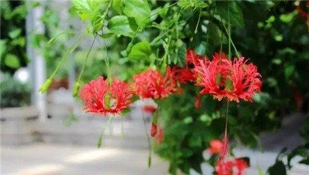 吊灯扶桑 吊灯扶桑
