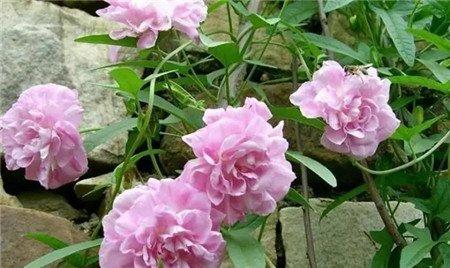 缠枝牡丹 缠枝牡丹