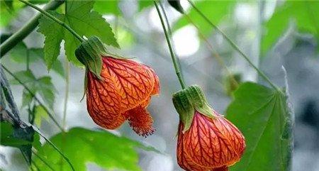 纹瓣悬铃花 纹瓣悬铃花