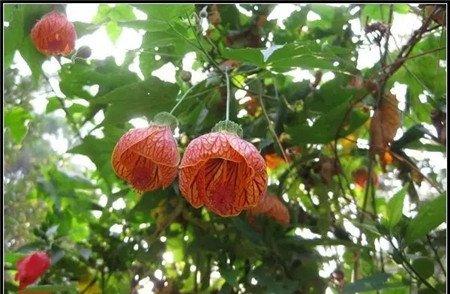 纹瓣悬铃花