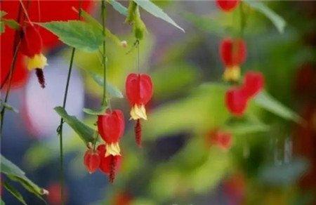 蔓性风铃花
