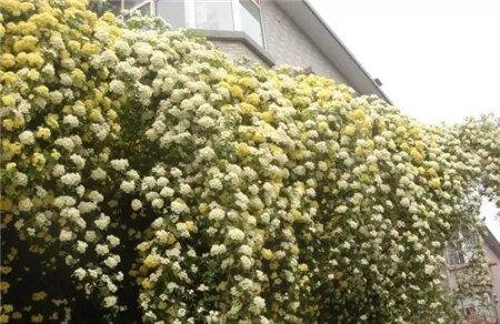 木香花 木香花