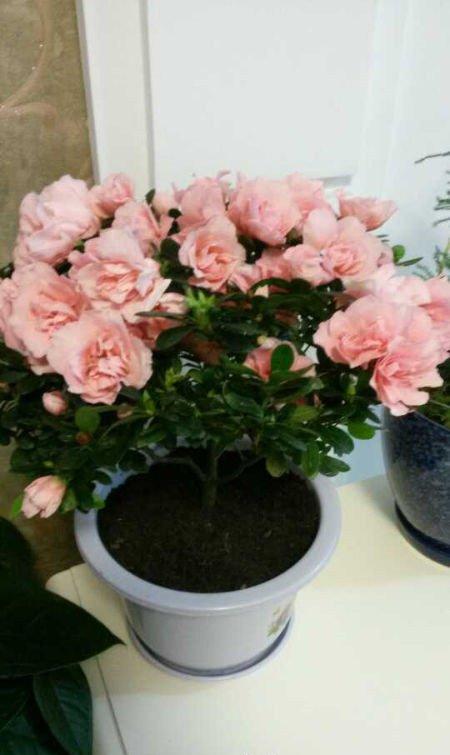 杜鹃花花后需要修剪吗 杜鹃花花后需要修剪吗