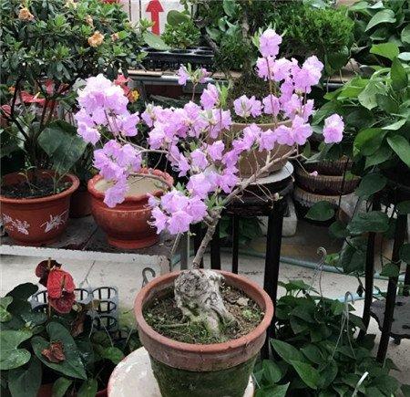 杜鹃花花后的修剪方法 杜鹃花花后的修剪方法