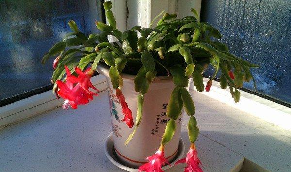 花长得太慢怎么办