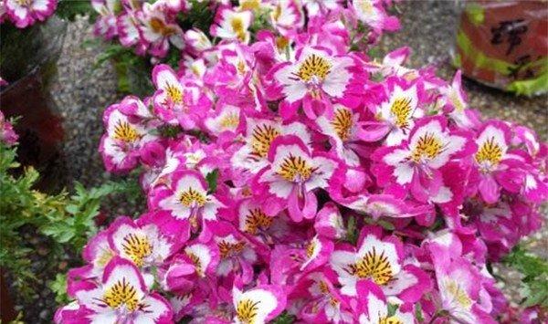 蛾蝶花株型怎么控制