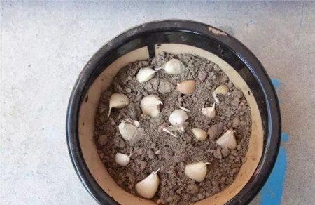 种蒜