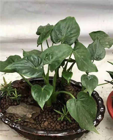 滴水观音 滴水观音