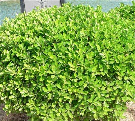 黄杨木的风水学应用