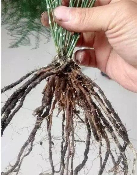 确定是否烂根 确定是否烂根
