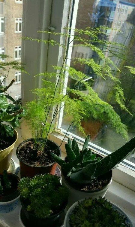 长芽 长芽