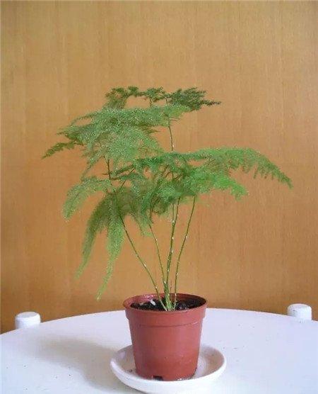 重新上盆 重新上盆