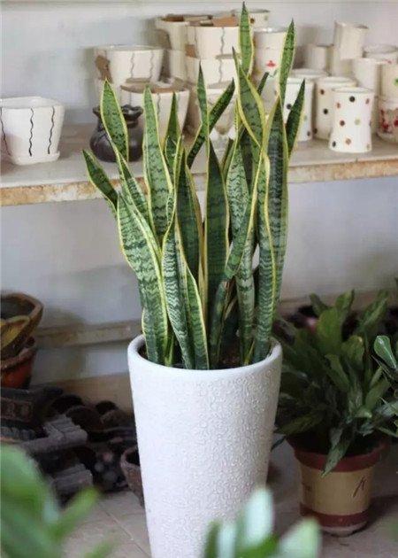 虎皮兰