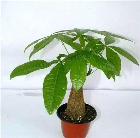 发财树