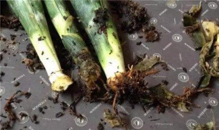 腐烂的地方全部切除