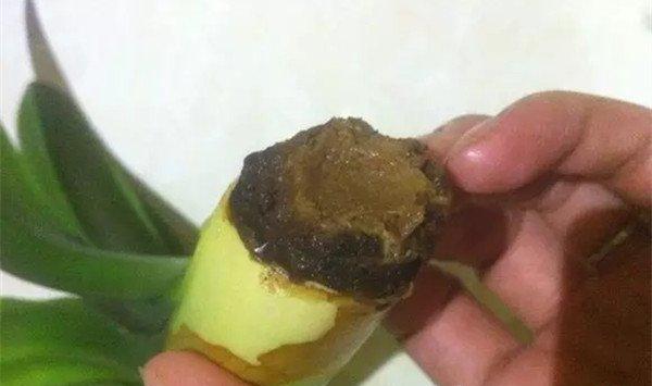 发财树虎皮兰……根全烂了也能救活？真神了