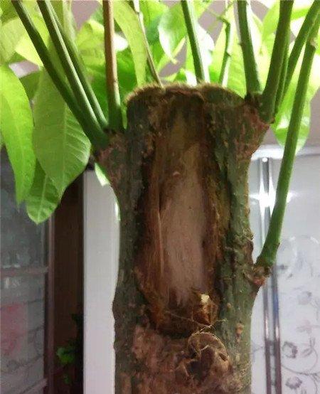 腐烂部分清除