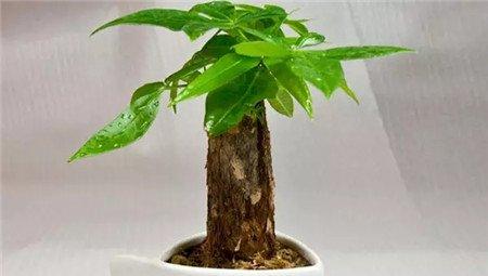 发财树烂根怎么补救