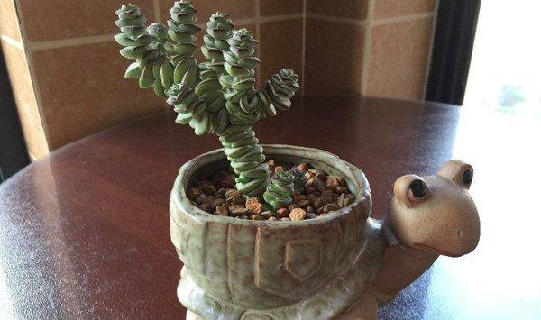 多肉植物摊大饼怎么办