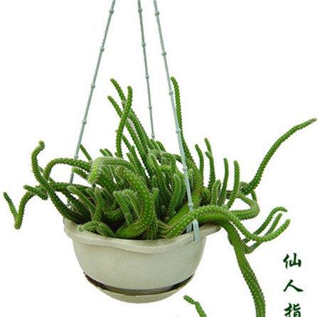 仙人指图片欣赏 仙人指图片欣赏