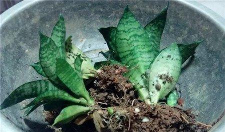 虎皮兰从花盆中脱出来 虎皮兰从花盆中脱出来