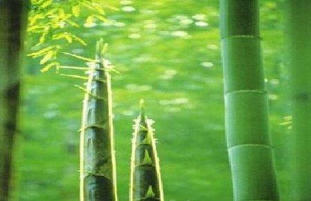 毛竹
