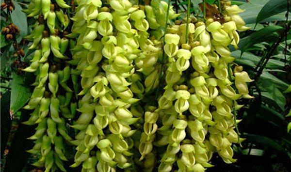 禾雀花(雀儿花)图片