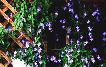 海豚花 海豚花