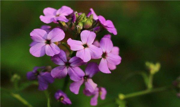 蓝香芥的养殖方法和注意事项