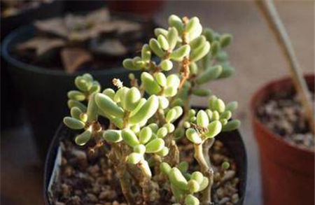 谣言四:家里摆放多肉植物可能危害心脏 谣言四:家里摆放多肉植物可能危害心脏