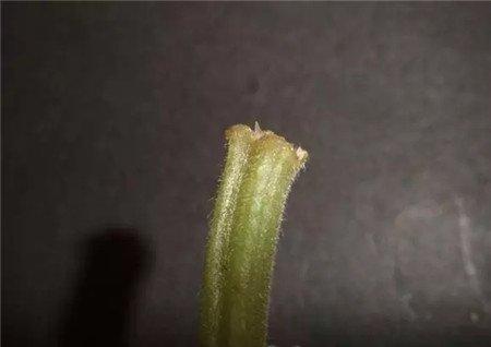 长芽 长芽