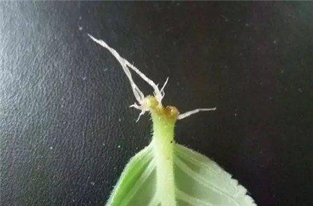 叶片 叶片