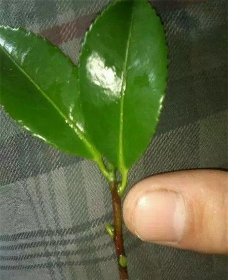 茶花 茶花
